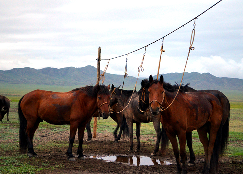 Mongolian Horses